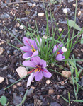 Bouquet de Crocus sativus linnaeus en pleine terre pendant la récolte 2012. Le safran du terroir, au coeur de la Provence, dans le Vaucluse, en pleine floraison. Bouquet de Crocus sativus linnaeus en pleine terre pendant la récolte 2012. Le safran du terroir, au coeur de la Provence, dans le Vaucluse, en pleine floraison.